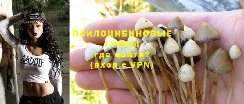 Галлюциногенные грибы Psilocybe  Верхний Тагил 